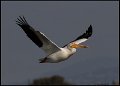 _8SB9648 american white pelican